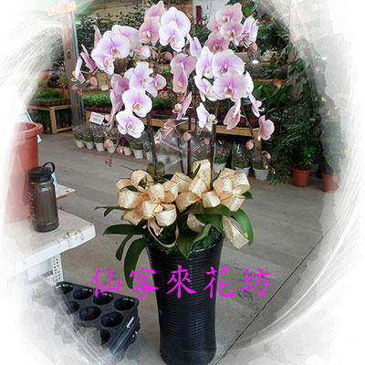 【O-712】蝴蝶蘭花 蘭花盆栽-蝴蝶蘭花盆栽、7株安妮蝴蝶蘭