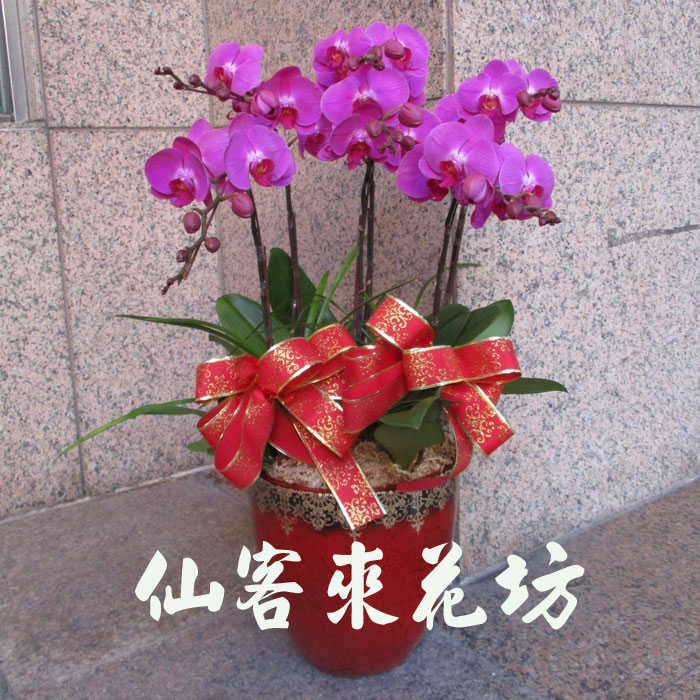 【O-633】蘭花盆栽,蘭花盆栽 蝴蝶蘭花盆栽(6株)