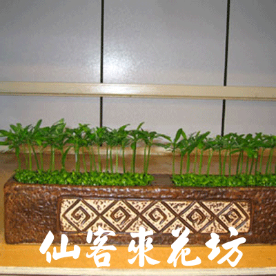 【P-030】室內盆栽-桌上型盆栽-組合盆栽-日本艾草盆栽
