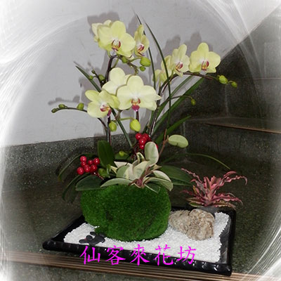 【O-303】蘭花盆栽:蝴蝶蘭花盆栽、-3株蝴蝶蘭造型組合盆栽