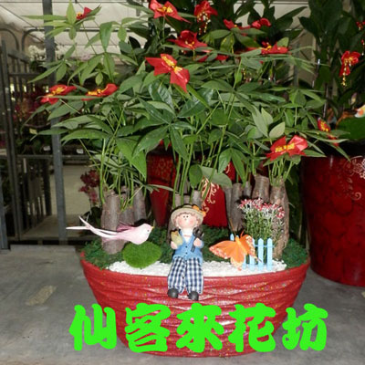 【P-081】組合盆栽:室內盆栽-桌上型盆栽-創意組合盆栽 :馬拉巴栗精緻盆栽
