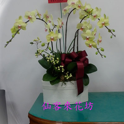 【O-521】蘭花盆栽,蘭花盆栽 蝴蝶蘭花盆栽(5株)