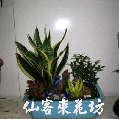 【P-013】組合盆栽:室內盆栽-桌上型盆栽-創意組合盆栽 :虎尾蘭組合盆栽