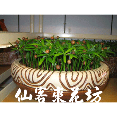 【P-022】室內盆栽-桌上型盆栽-組合盆栽-羅漢松盆栽