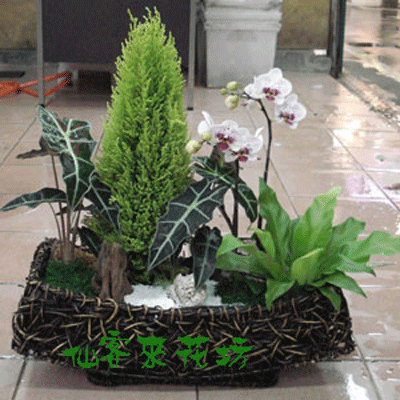 【P-055】組合盆栽:室內盆栽-桌上型盆栽-創意組合盆栽 :聖誕節盆栽