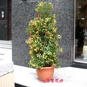 【T-152】大型盆栽:大吉大利-金桔盆栽   【T-060】金桔盆栽