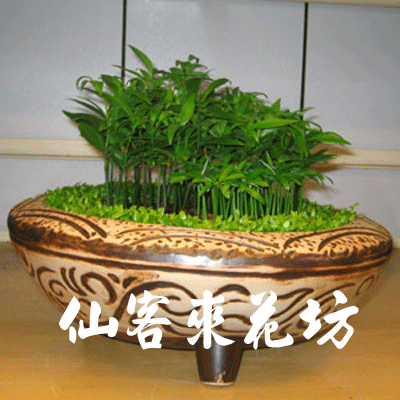 【P-029】室內盆栽-桌上型盆栽-組合盆栽-日本艾草盆栽