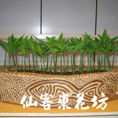 【P-027】室內盆栽-桌上型盆栽-組合盆栽-日本艾草盆栽