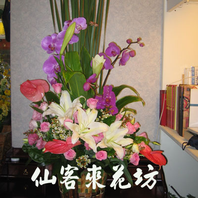 【A-017】花店精選:祝賀桌上盆花、盆花-花開富貴