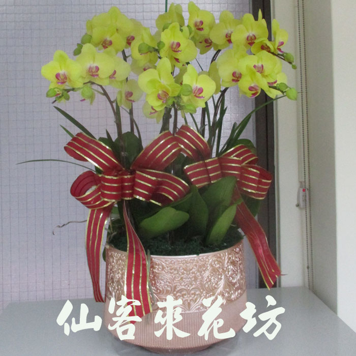 【O-715】蘭花盆栽,蘭花盆栽 蝴蝶蘭花盆栽(7株)