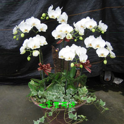 【S-011】蝴蝶蘭-蝴蝶蘭花盆栽、白色蝴蝶蘭