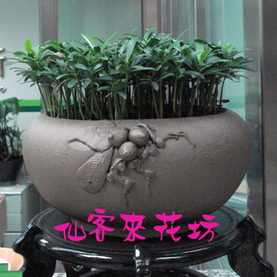 【P-060】羅漢松組合盆栽:室內盆栽,桌上型盆栽,祝賀盆栽