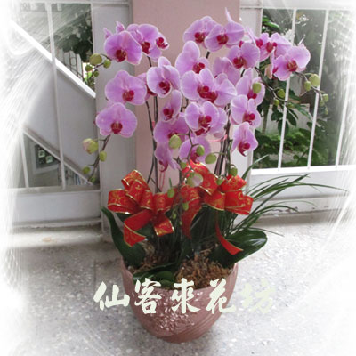 【O-615】蘭花盆栽,蘭花盆栽 蝴蝶蘭花盆栽(6株)