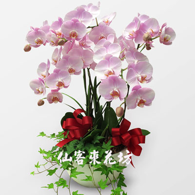 【O-512】蘭花盆栽,蘭花盆栽 蝴蝶蘭花盆栽(5株)