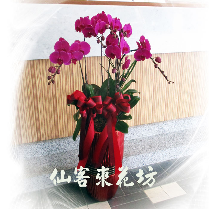 【O-628】蘭花盆栽,蘭花盆栽 蝴蝶蘭花盆栽(6株)