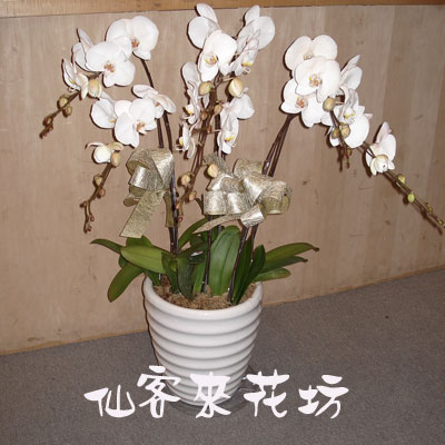 【O-457】蘭花盆栽 蝴蝶蘭花盆栽,喪禮弔唁蝴蝶蘭盆栽-7株白花蝴蝶蘭