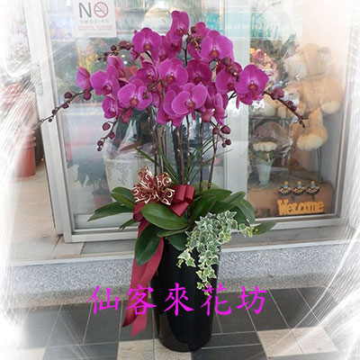 【O-824】蘭花盆栽:祝賀蝴蝶蘭花盆栽、開幕祝賀蝴蝶蘭花盆栽、參展蝴蝶蘭-8株蝴蝶蘭盆栽-祝賀展出成功