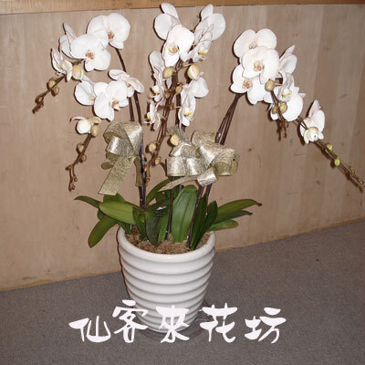 【O-457】蘭花盆栽 蝴蝶蘭花盆栽,喪禮弔唁蝴蝶蘭盆栽-7株白花蝴蝶蘭