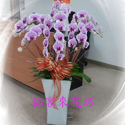 【O-830】桌上型蘭花盆栽,蘭花盆栽 蝴蝶蘭花盆栽(8株)