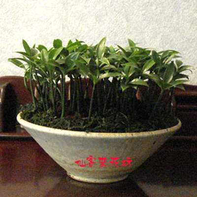 【P-049】室內盆栽-桌上型盆栽-組合盆栽-日本艾草盆栽