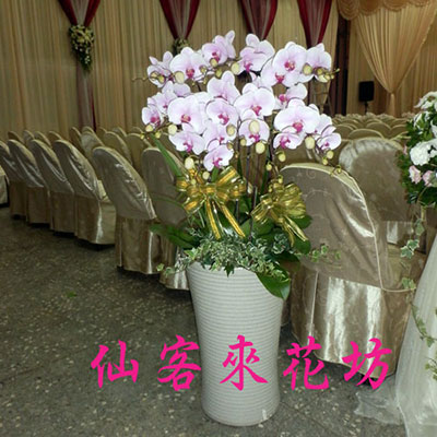 【O-723】蘭花盆栽 蝴蝶蘭花盆栽,喪禮弔唁蝴蝶蘭盆栽-10株日本姑娘蝴蝶蘭
