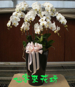 【O-526】蘭花盆栽 蝴蝶蘭花盆栽,喪禮弔唁蝴蝶蘭盆栽-8株(白)