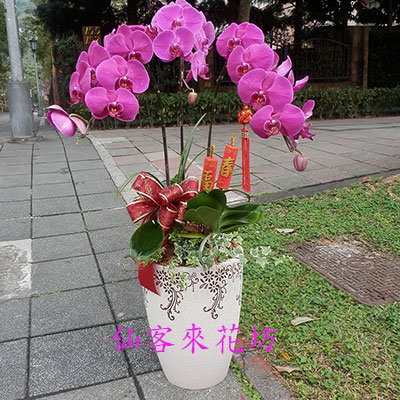 【O-301】蘭花盆栽,蘭花盆栽 蝴蝶蘭花盆栽(3株)