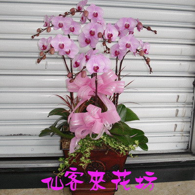 【O-320】蝴蝶蘭花 蘭花盆栽-蝴蝶蘭花盆栽.8株安妮蝴蝶蘭