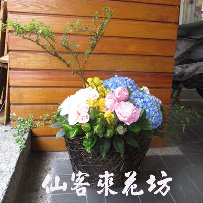 【A-095】花店精選:開幕盆花、祝賀盆花、生日盆花、榮陞盆花、喬遷盆花、盆花-和氣呈祥