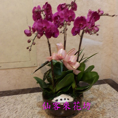 【O-607】蘭花盆栽,蘭花盆栽 蝴蝶蘭花盆栽(6株)