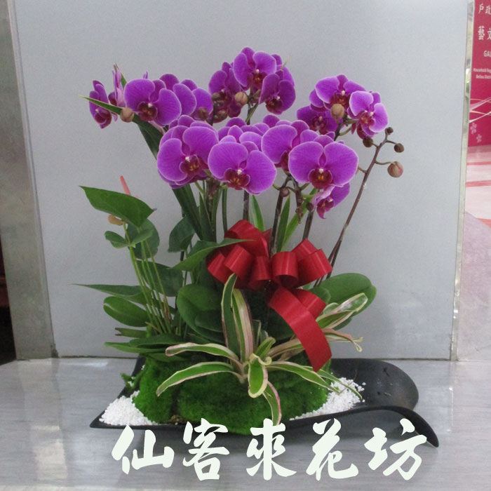 【O-630】蘭花盆栽,蘭花盆栽 蝴蝶蘭花盆栽(6株)