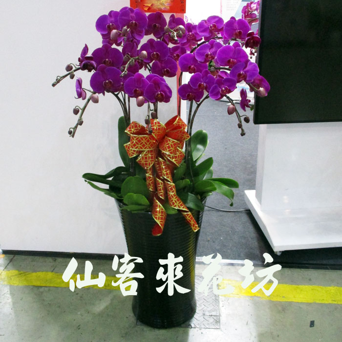 【O-903】蘭花盆栽 蝴蝶蘭花盆栽(8株)