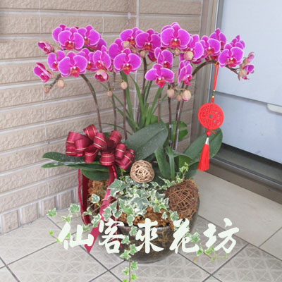 【O-839】蘭花盆栽,蘭花盆栽 蝴蝶蘭花盆栽(8株)