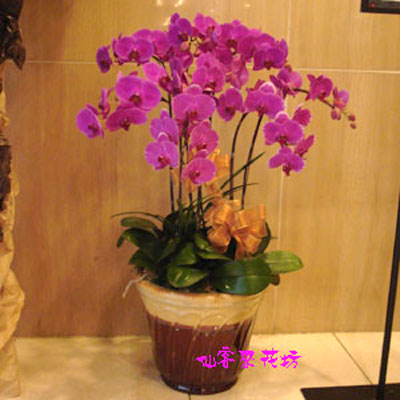 【O-166】蘭花盆栽:蝴蝶蘭花盆栽、祝賀蝴蝶蘭花盆栽、開幕祝賀蝴蝶蘭花盆栽、蝴蝶蘭-8株蝴蝶蘭