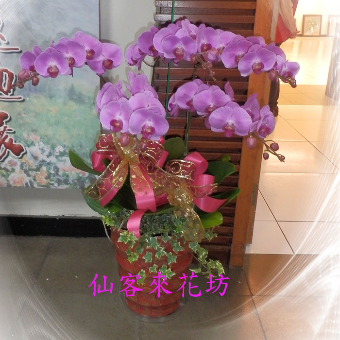 【O-531】蘭花盆栽,蘭花盆栽 蝴蝶蘭花盆栽(5株)