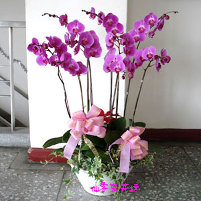 【O-172】蘭花盆栽,蘭花盆栽 蝴蝶蘭花盆栽(9株)