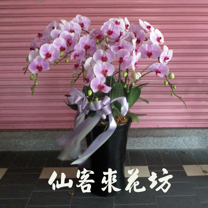 【O-1014】蘭花盆栽,蘭花盆栽 蝴蝶蘭花盆栽(10株)