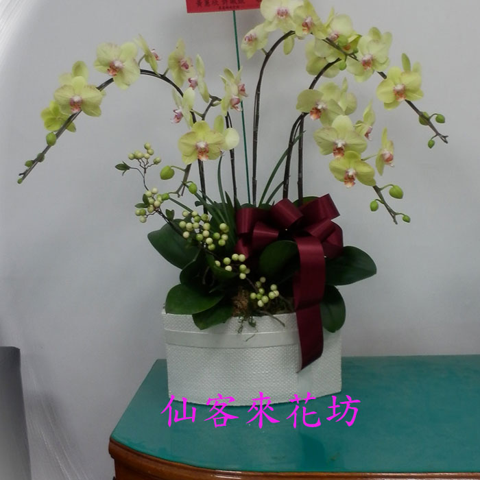 【O-521】蘭花盆栽,蘭花盆栽 蝴蝶蘭花盆栽(5株)