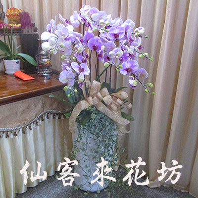 【O-866】蘭花盆栽 蝴蝶蘭花盆栽,喪禮弔唁蝴蝶蘭盆栽-8株日本姑娘蝴蝶蘭