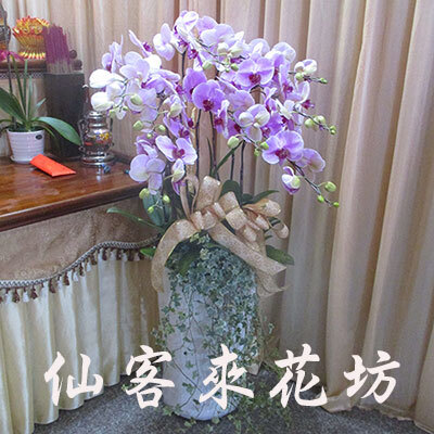 【O-866】蘭花盆栽 蝴蝶蘭花盆栽,喪禮弔唁蝴蝶蘭盆栽-8株日本姑娘蝴蝶蘭