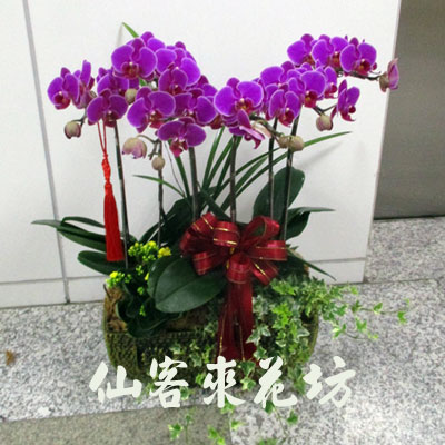 【O-609】蘭花盆栽,蘭花盆栽 蝴蝶蘭花盆栽(6株)