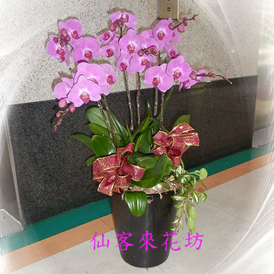 【O-735】蘭花盆栽,蘭花盆栽 蝴蝶蘭花盆栽(7株)