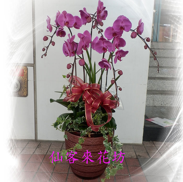 【O-530】蘭花盆栽,蘭花盆栽 蝴蝶蘭花盆栽(5株)