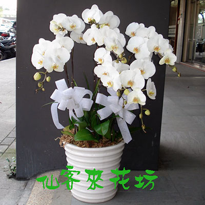 【O-250】蘭花盆栽 蝴蝶蘭花盆栽、喪禮弔唁蝴蝶蘭盆栽、弔唁蝴蝶蘭盆栽-8株白花蝴蝶蘭
