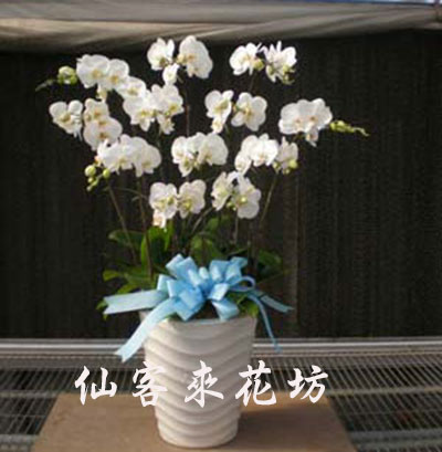 【O-518】蘭花盆栽 蝴蝶蘭花盆栽,喪禮弔唁蝴蝶蘭盆栽-12株白花蝴蝶蘭