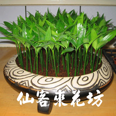 【P-021】室內盆栽-桌上型盆栽-組合盆栽-日本艾草盆栽