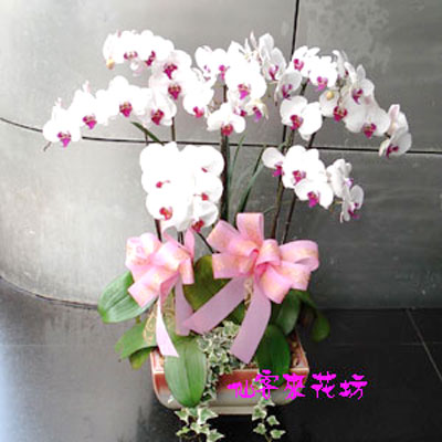 【O-154】蝴蝶蘭花 蘭花盆栽:蝴蝶蘭盆栽,婚禮蝴蝶蘭盆栽,弔唁蝴蝶蘭盆栽,發表會蝴蝶蘭盆栽,開幕蝴蝶蘭盆栽,蘭花盆栽-8株白花紅心蝴蝶蘭