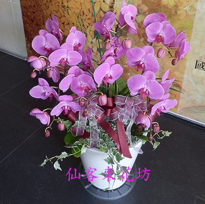 【O-736】蝴蝶蘭花 蘭花盆栽:7株蝴蝶蘭