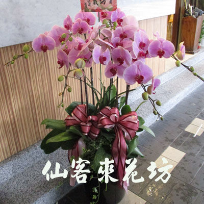 【O-836】蘭花盆栽,蘭花盆栽 蝴蝶蘭花盆栽(8株)