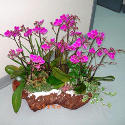【O-188】蘭花盆栽,蘭花盆栽 蝴蝶蘭花盆栽(12株)
